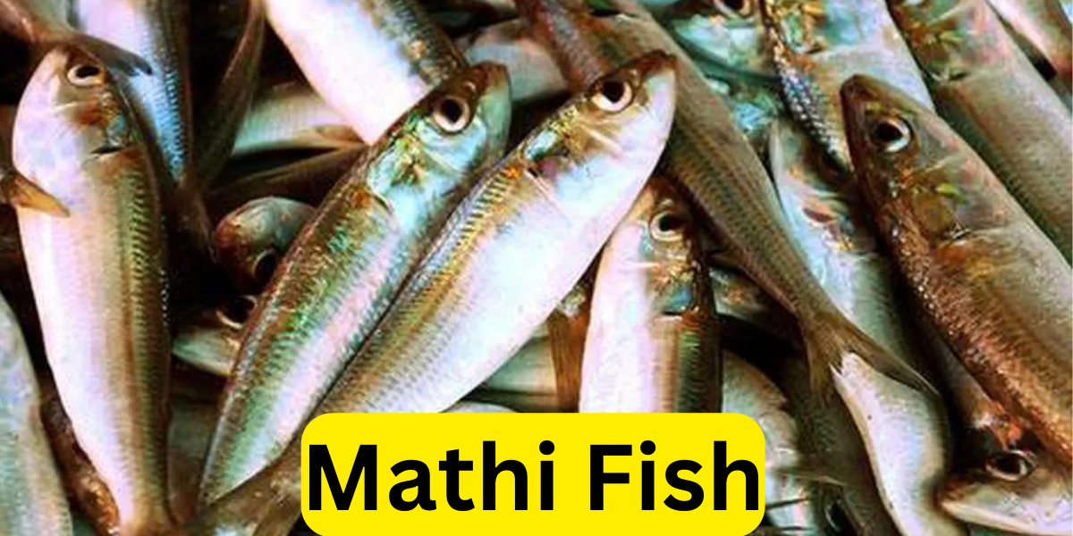 Mathi Fish