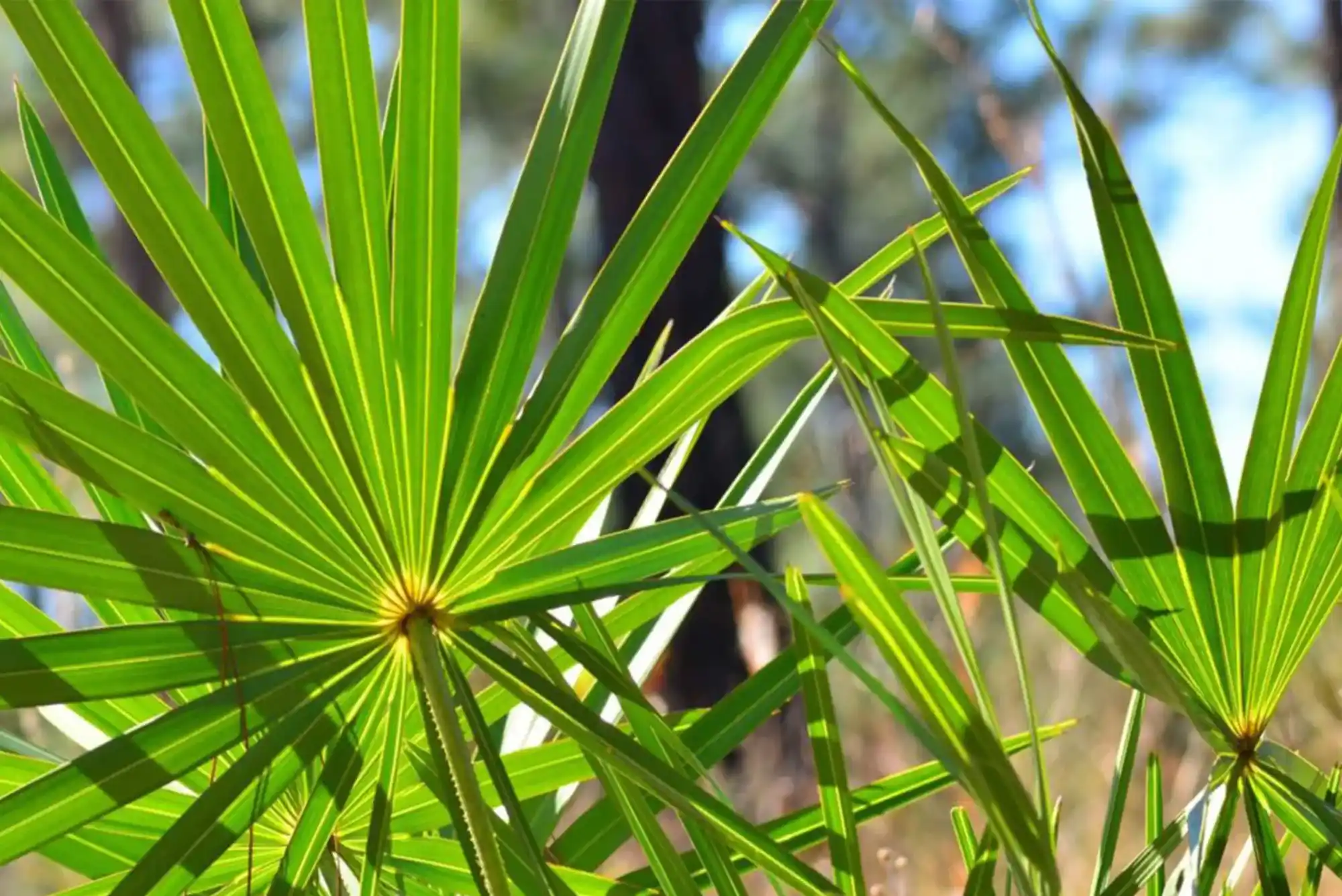 Saw Palmetto